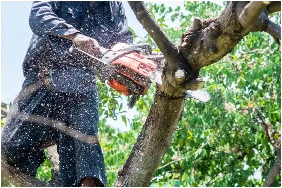 tree services West Lawn